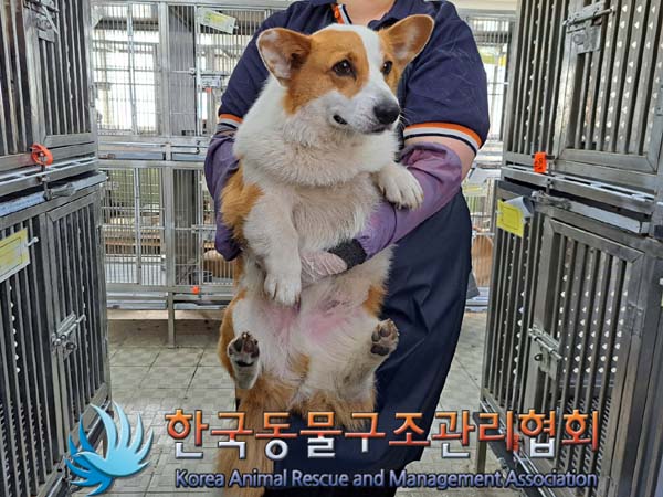 한국동물구조관리협회_441414202400321